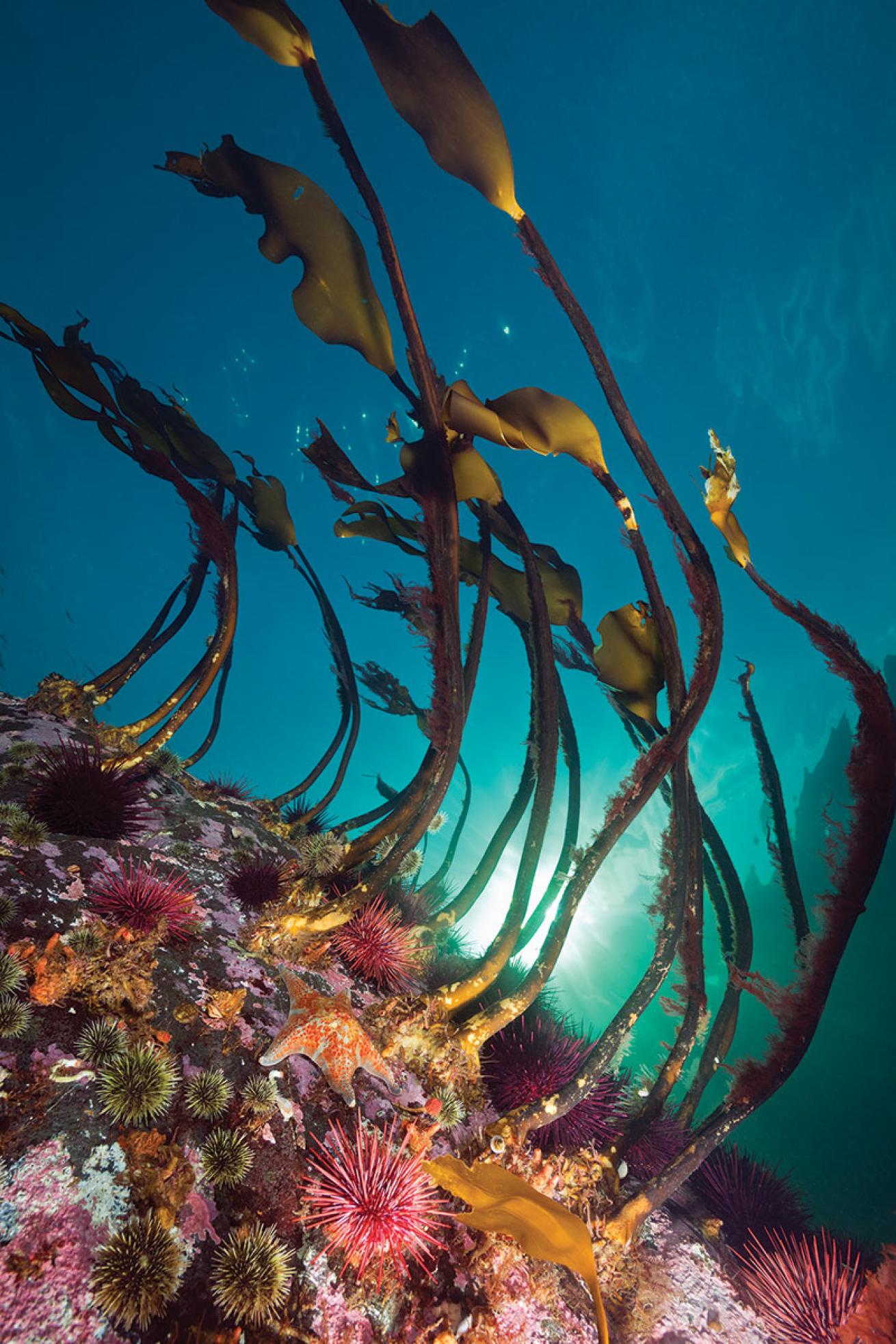 Underwater Kelp in British Columbia