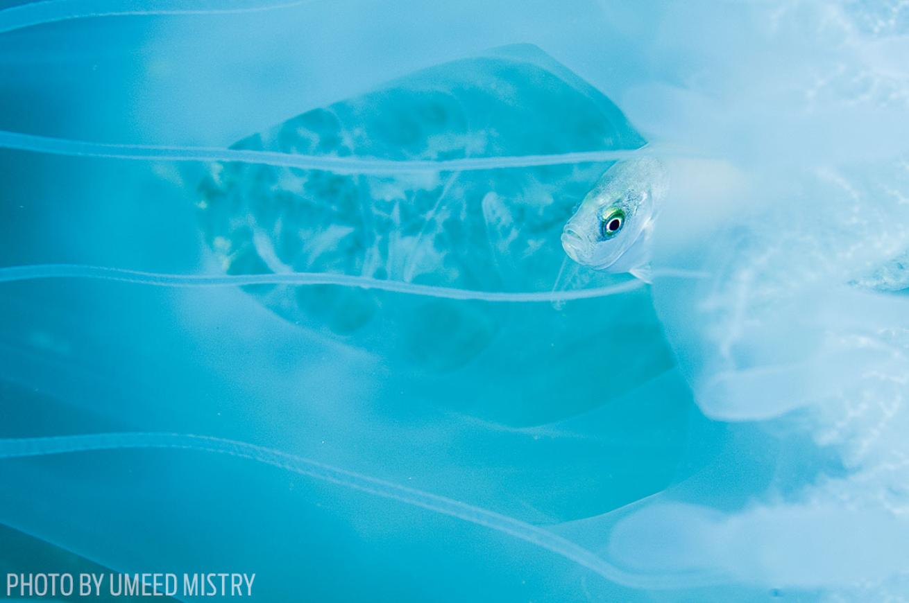 First Place Macro: Fish in Jellyfish in India
