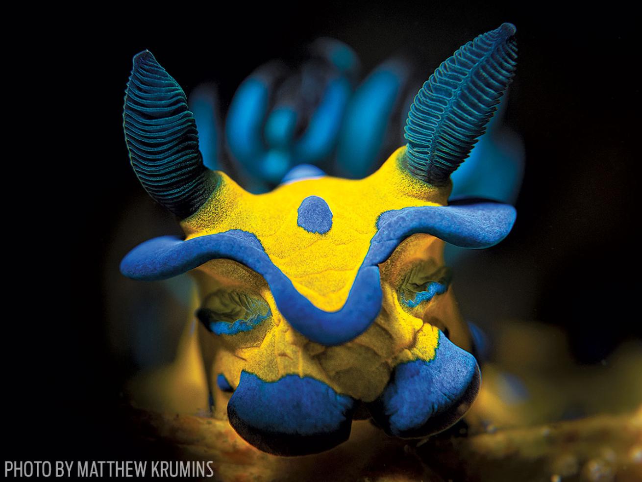 Second Place Macro: Nudibranch Underwater Photo
