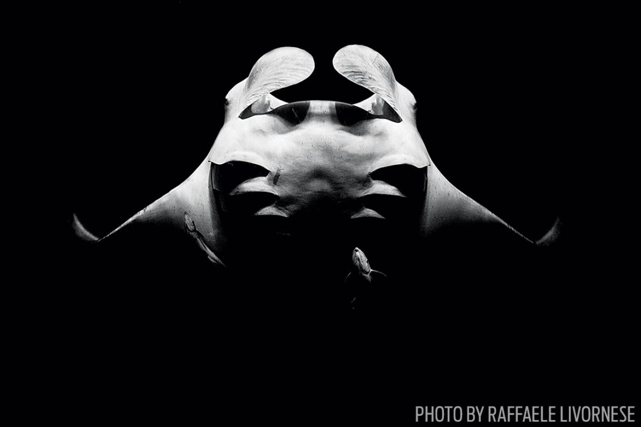 Manta Ray in the Maldives