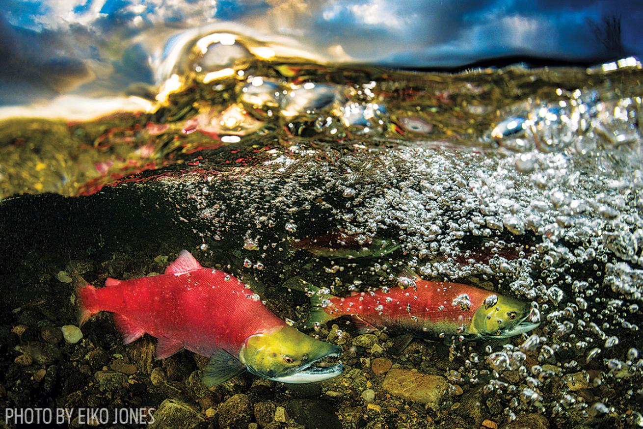 Salmon swimming underwater in British Columbia