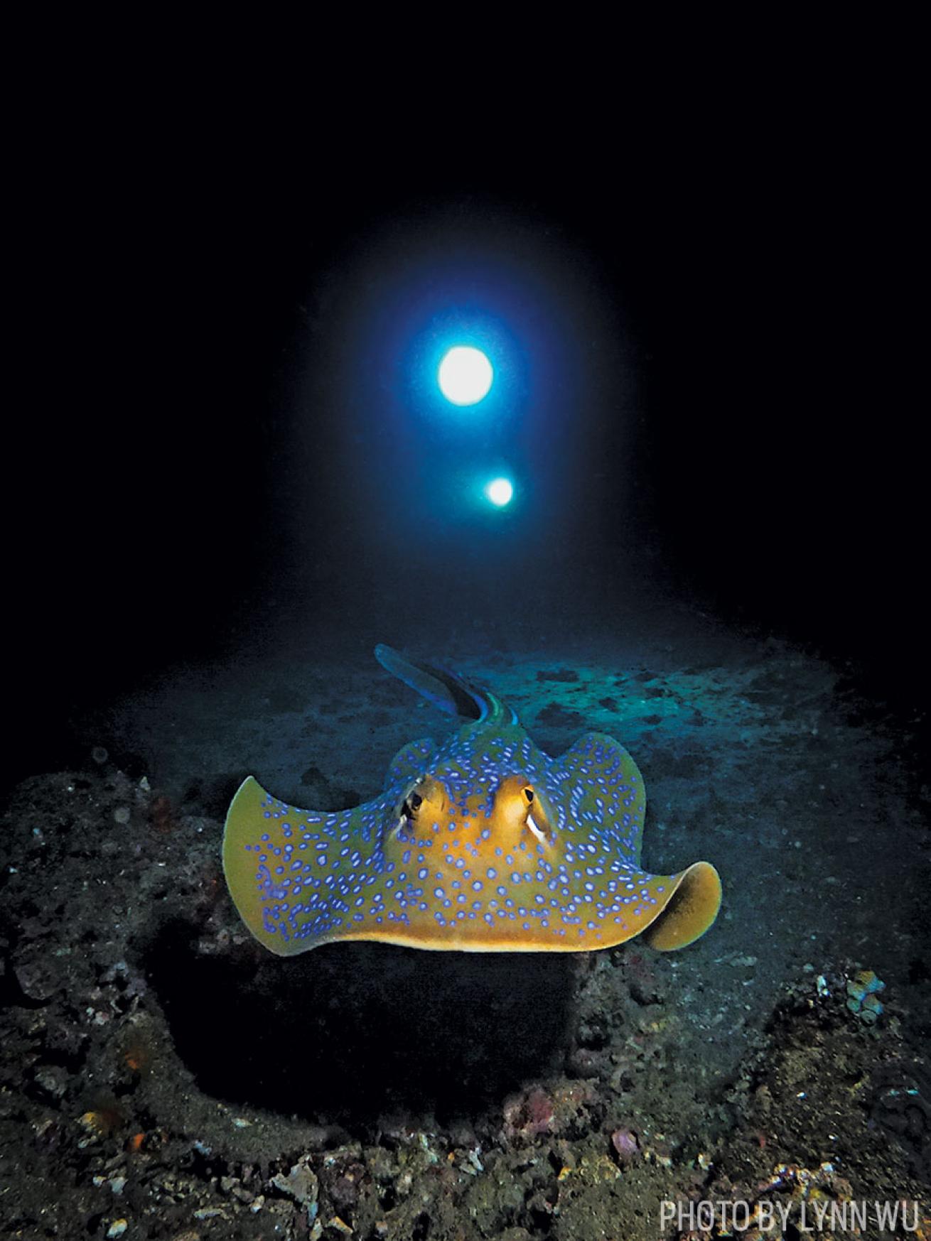 Blue Spotted Ray: Photo Contest Third Place Winner