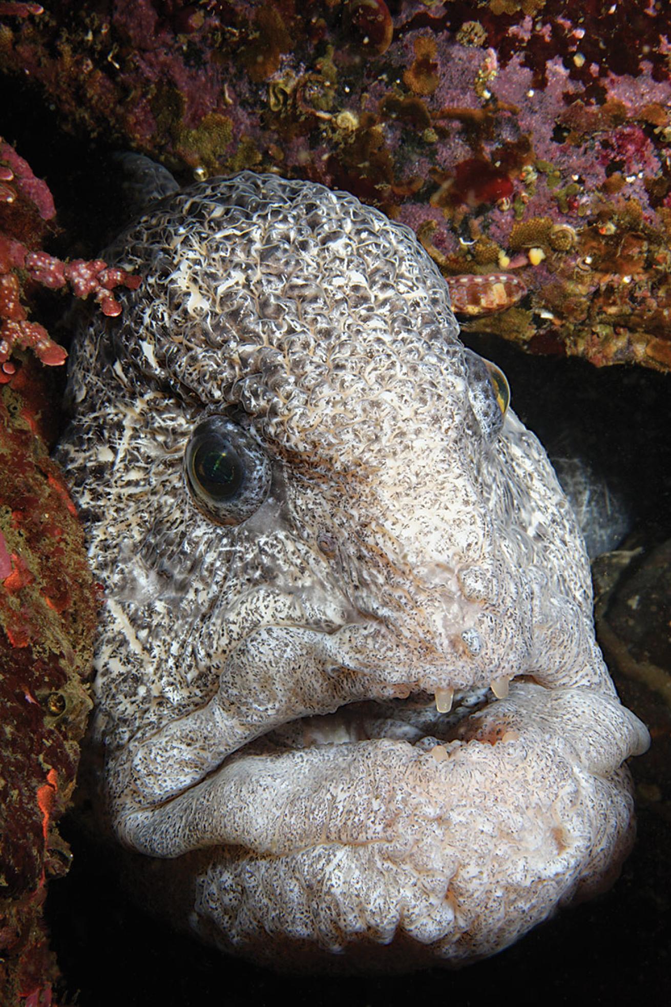 Wolf Eel in British Columbia