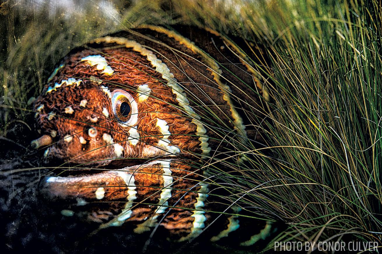 Zebra Moray Eel Mashup: Third Place Photo Contest Winner