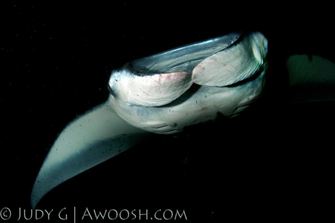 Manta Ray Night Dive Kona, Hawaii