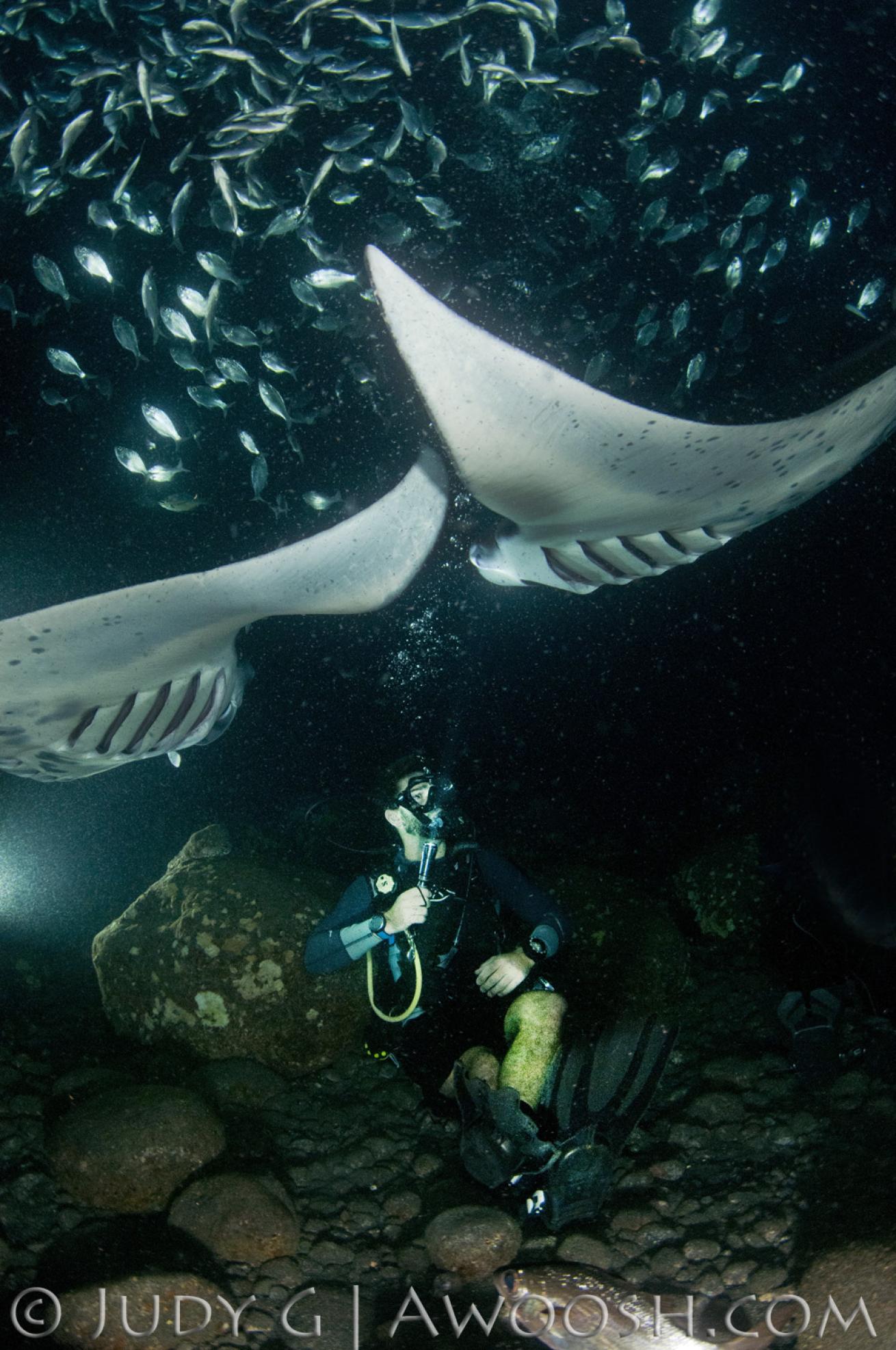 Night Diving with Mantas in Kona, Hawaii