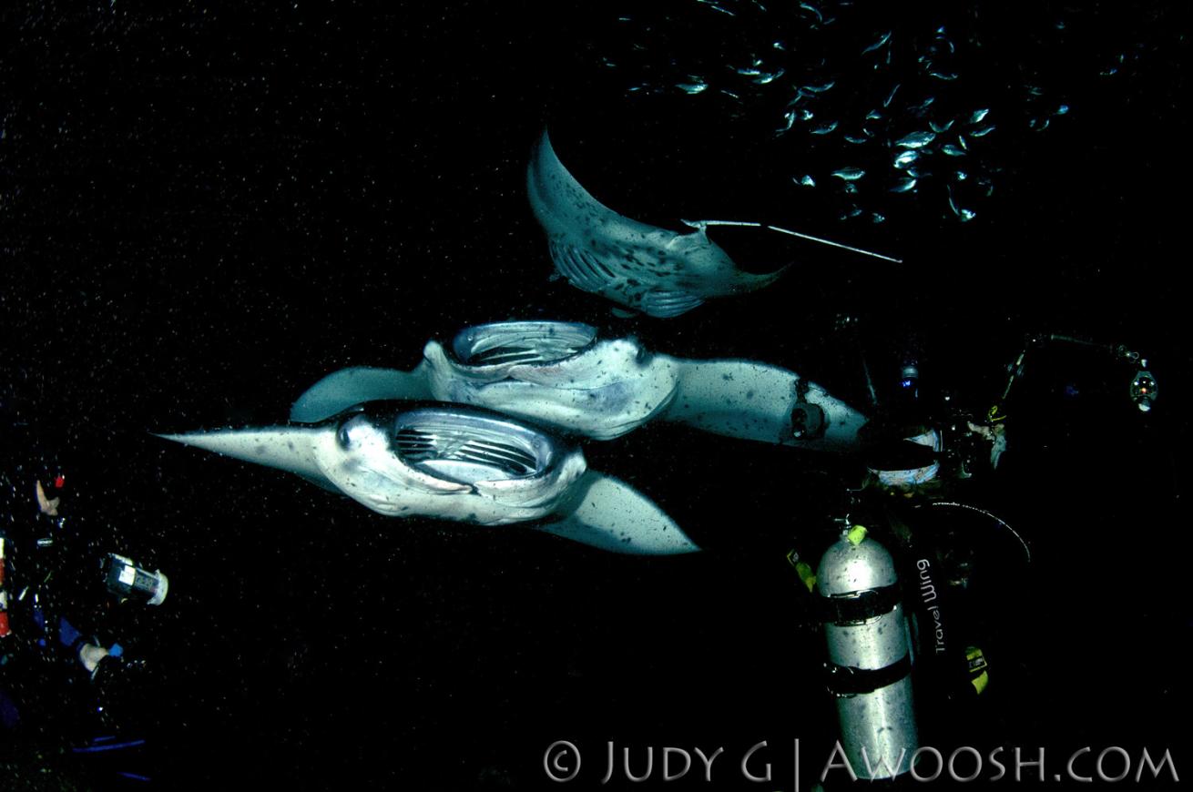 Three Manta Rays at Night in Kona, Hawaii