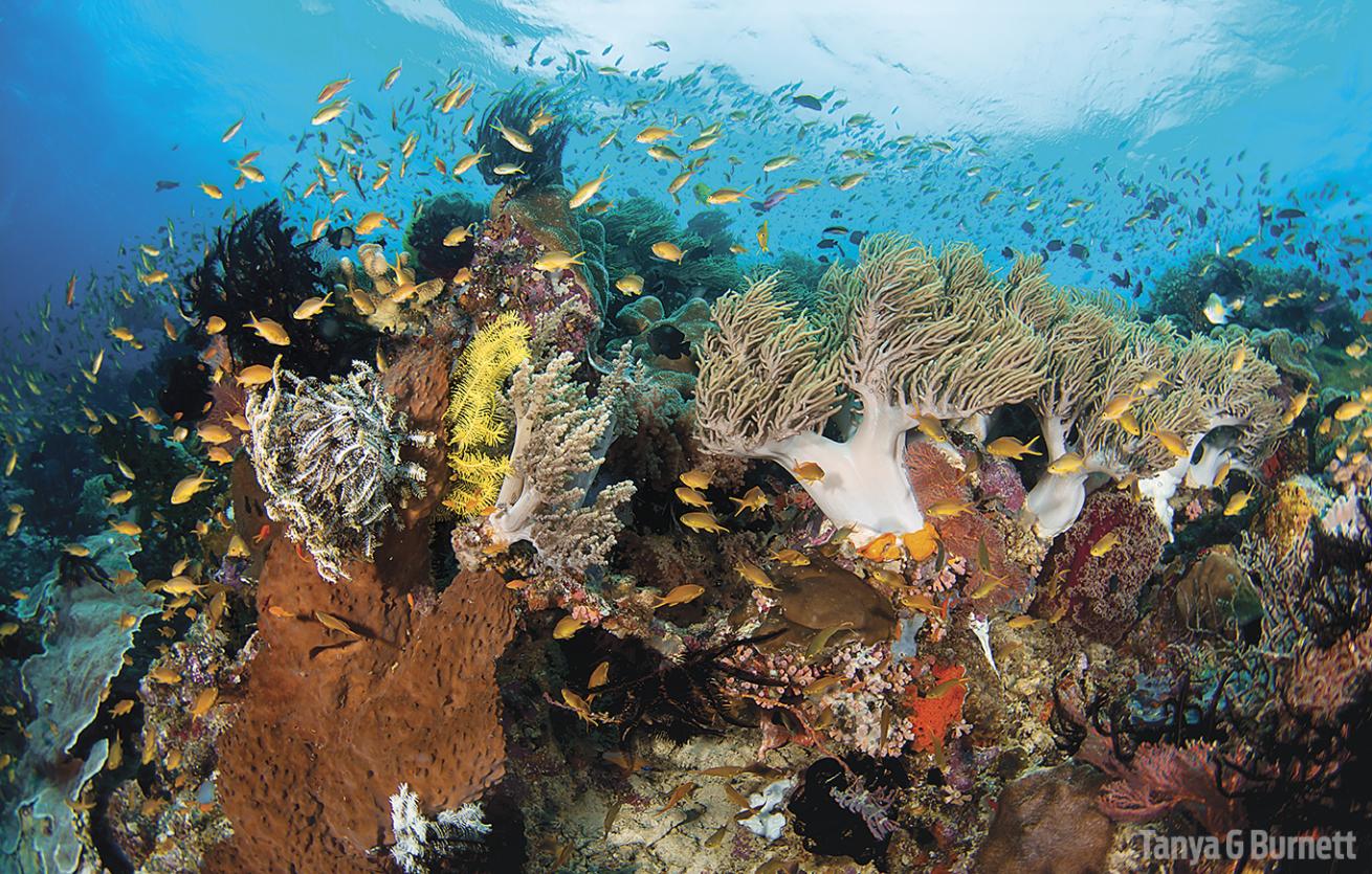 Underwater Photo of Tania's Reef in Papua New Guinea