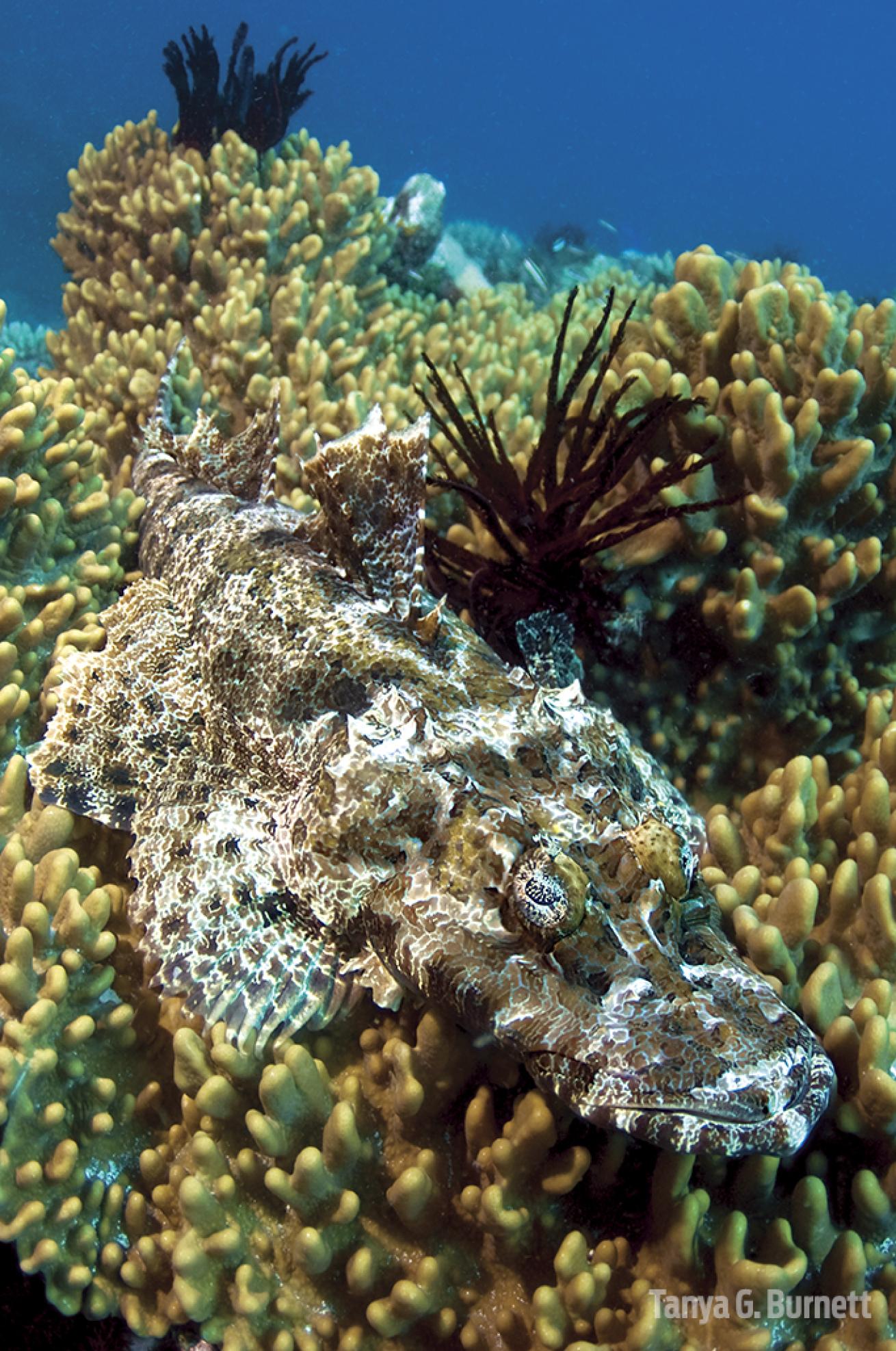 Crocodilefish hiding in coral in PNG