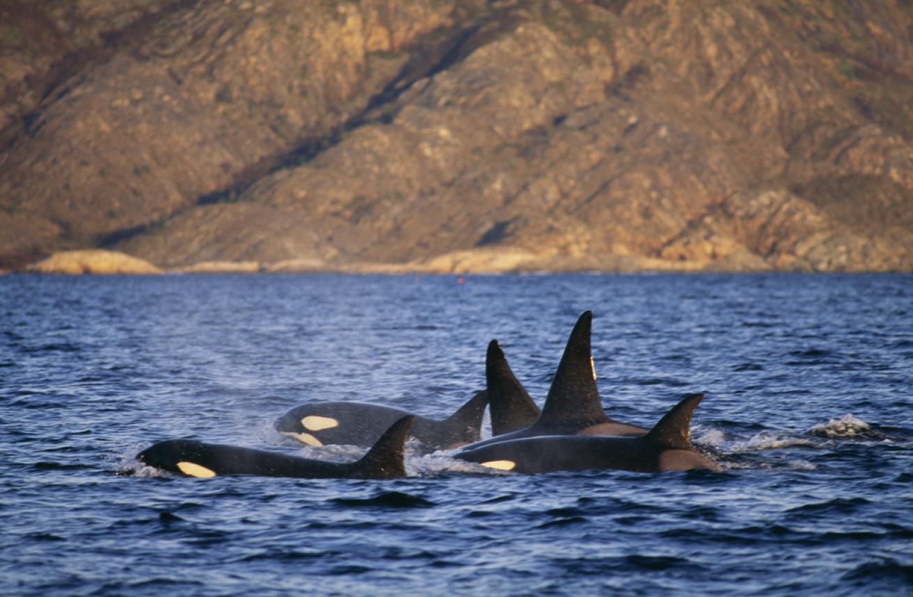 Orca Pod Above the Water