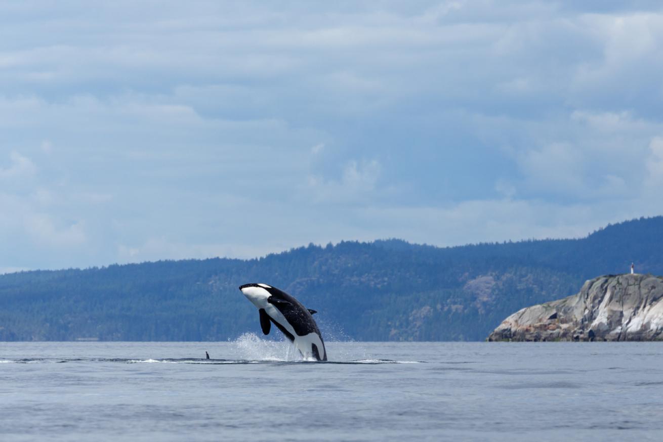 Killer Whale Breaching in the Ocean 