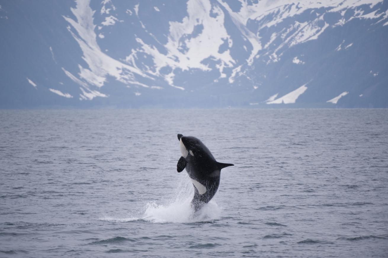 Orca Whale Breaching