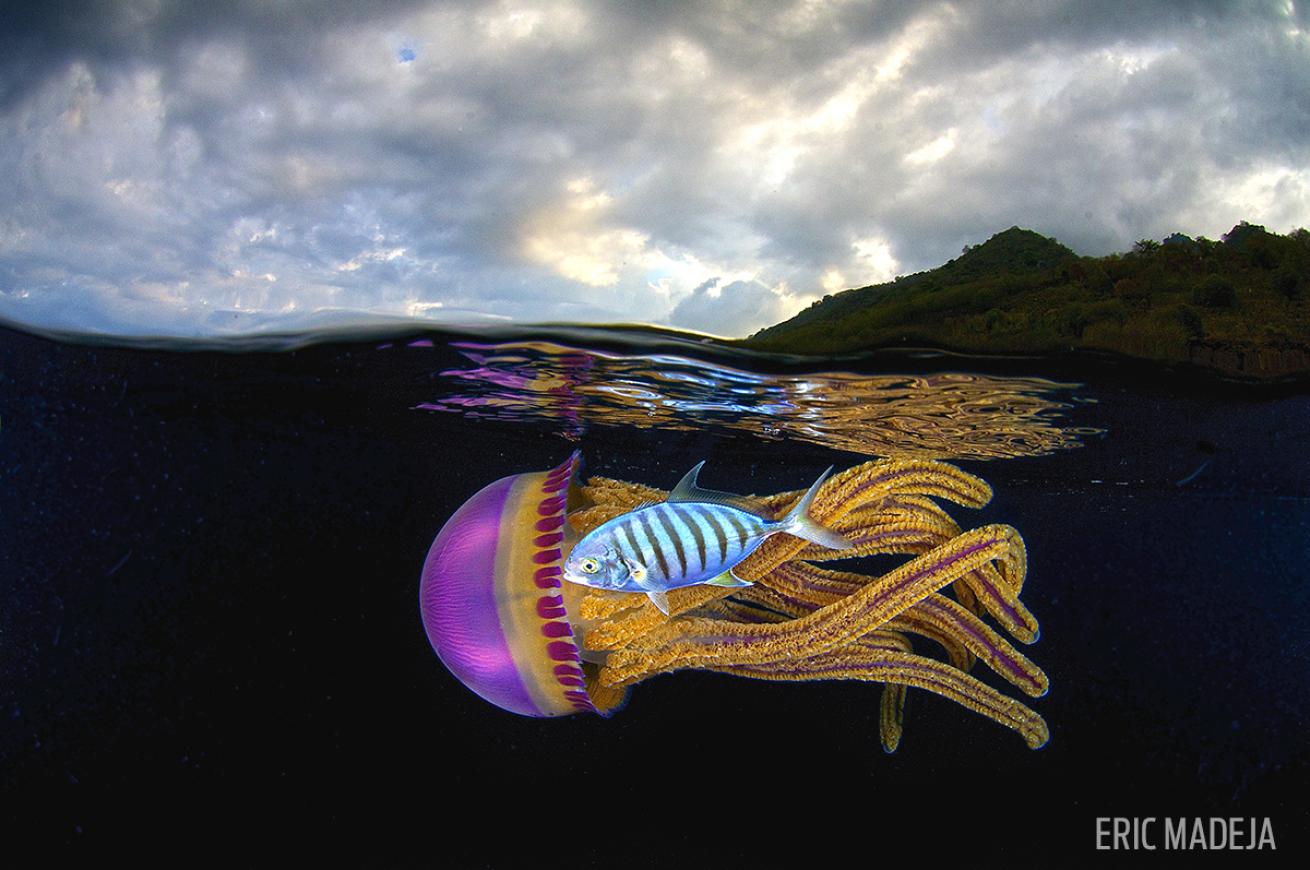 A jellyfish underwater in Indonesia