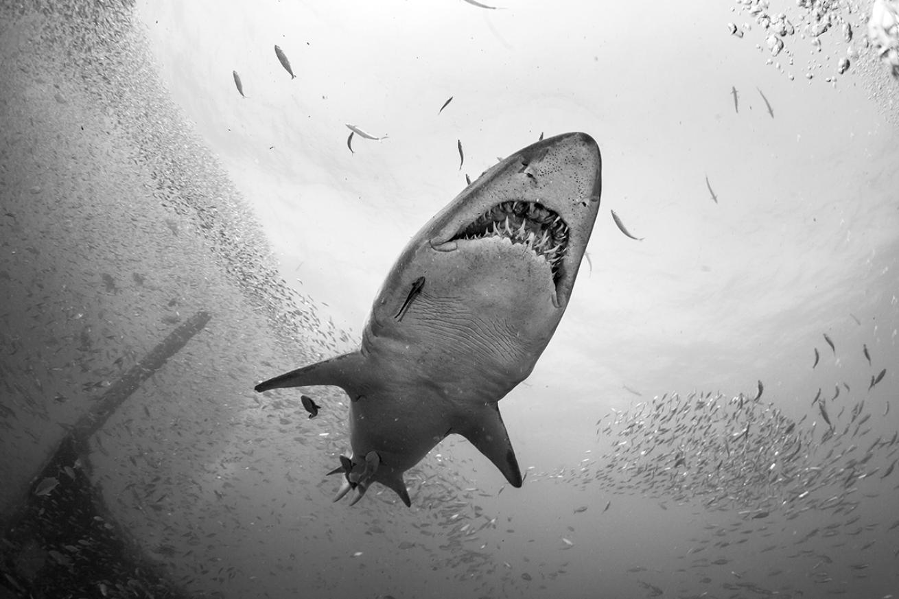 Sand Tiger Shark Swimming in North Carolina