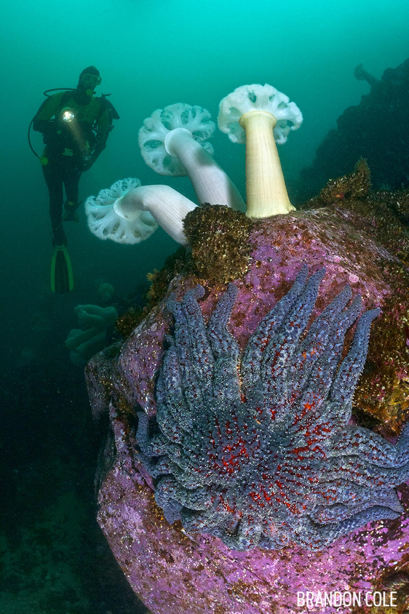 Underwater Photo Diver with Plumose Anemone British Columbia