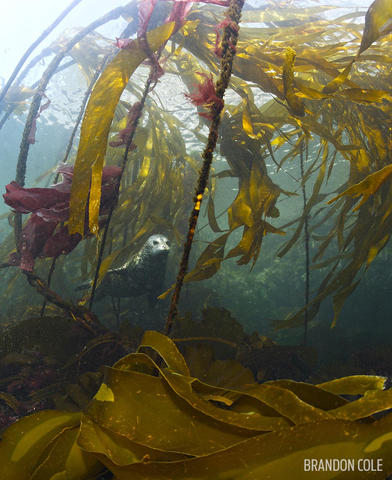 Underwater Photo of Seal and Kelp in British Columbia