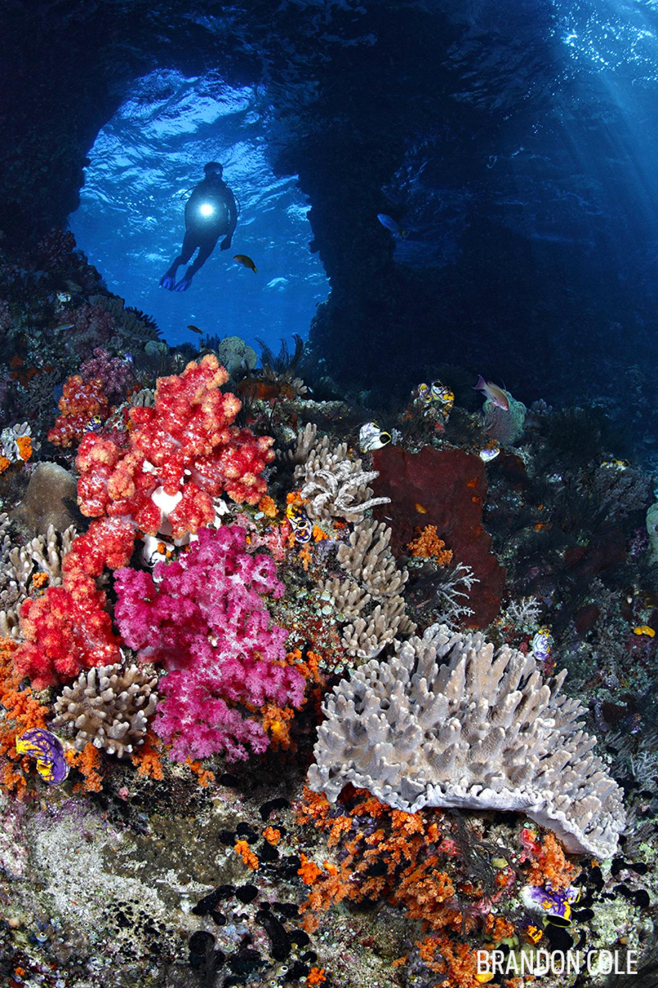 Diver at Misool&#039;s Boo Rocks Indonesia