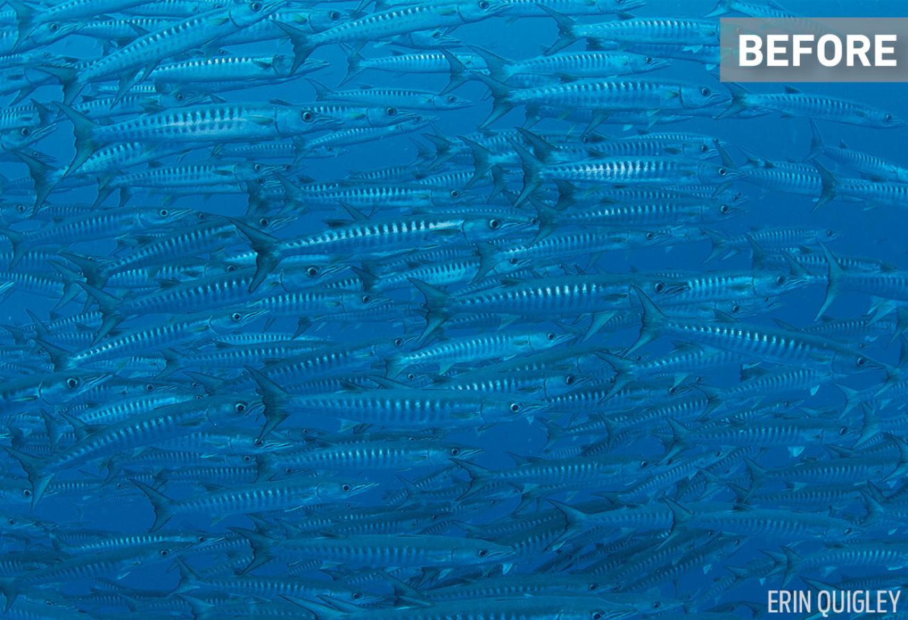 Underwater Photo of Schooling Barracuda