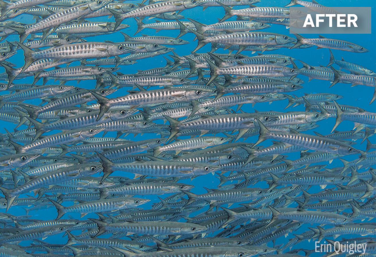 Underwater Photo of Schooling Barracuda Edited