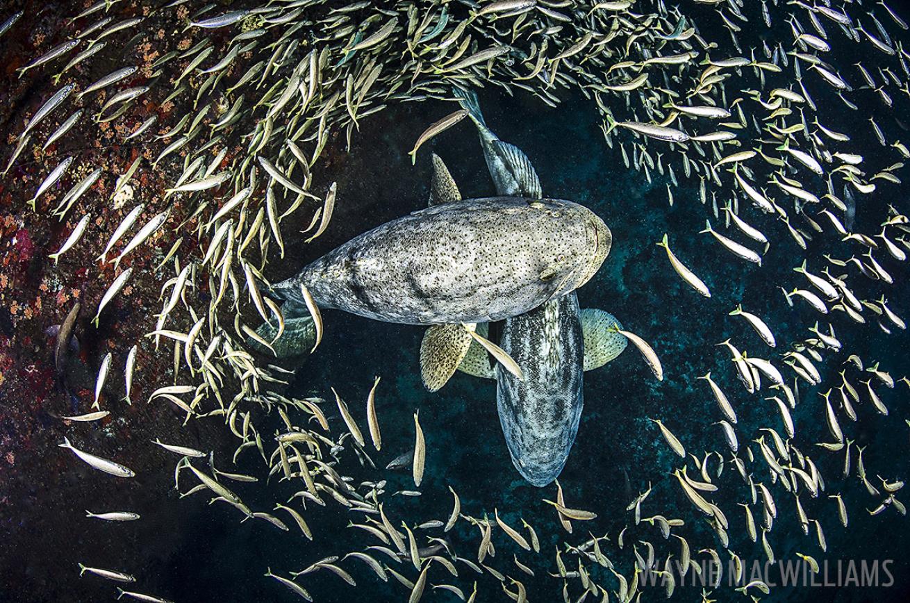 Goliath Grouper Underwater in Palm Beach County Florida