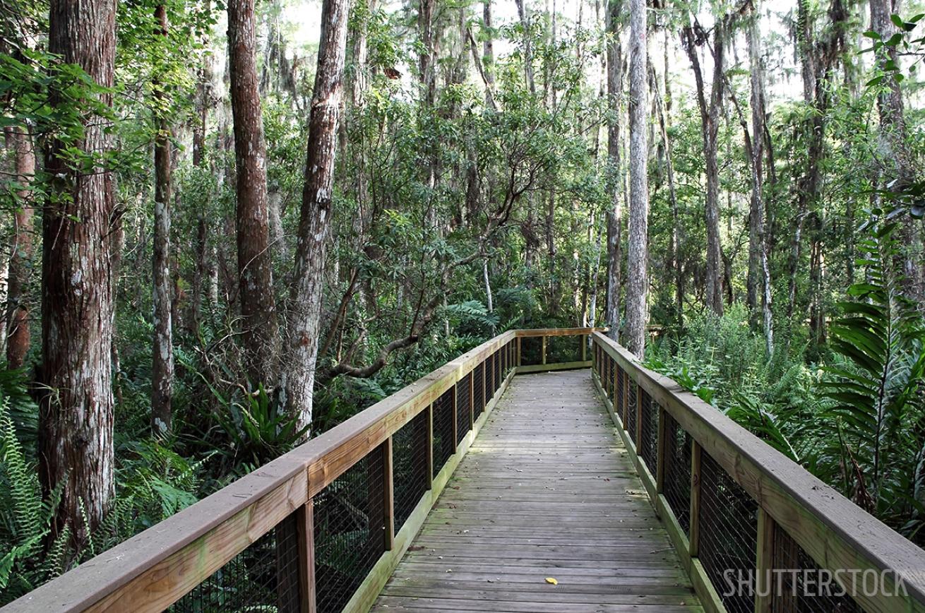 Bridge in Florida