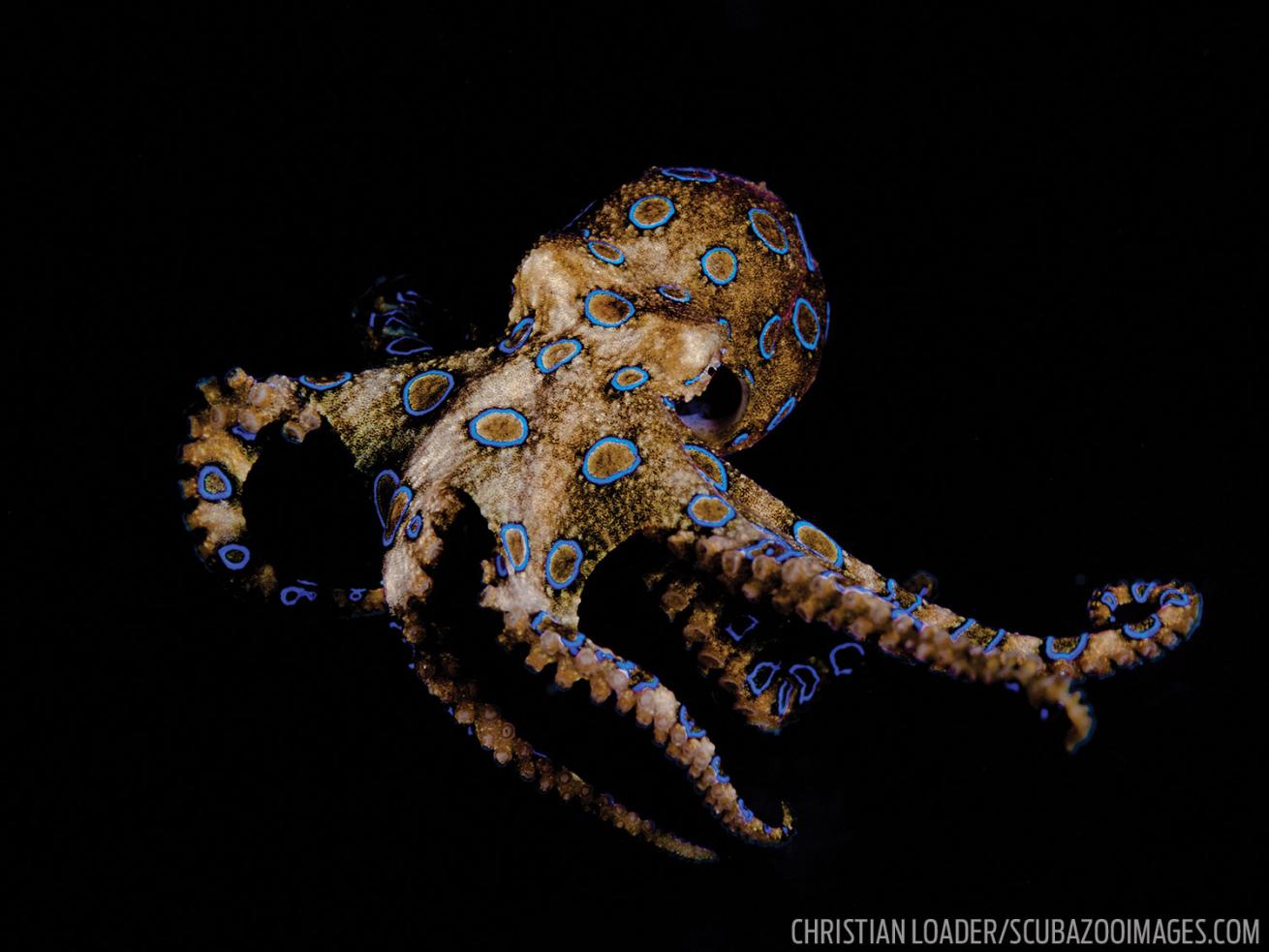 Blue Ringed Octopus Underwater