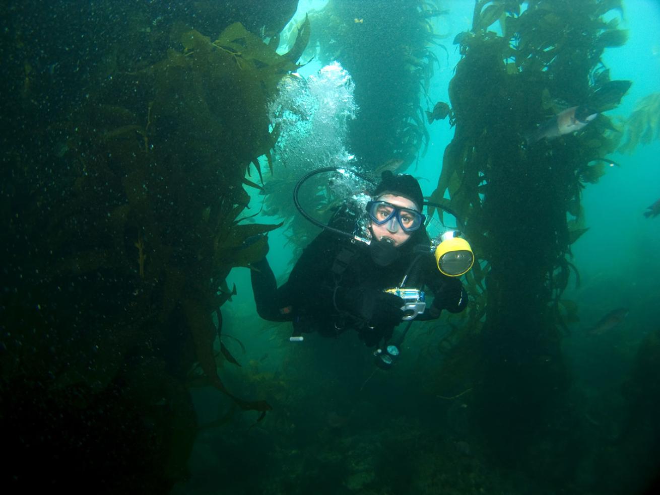 scuba diver in kelp forest underwater photo california
