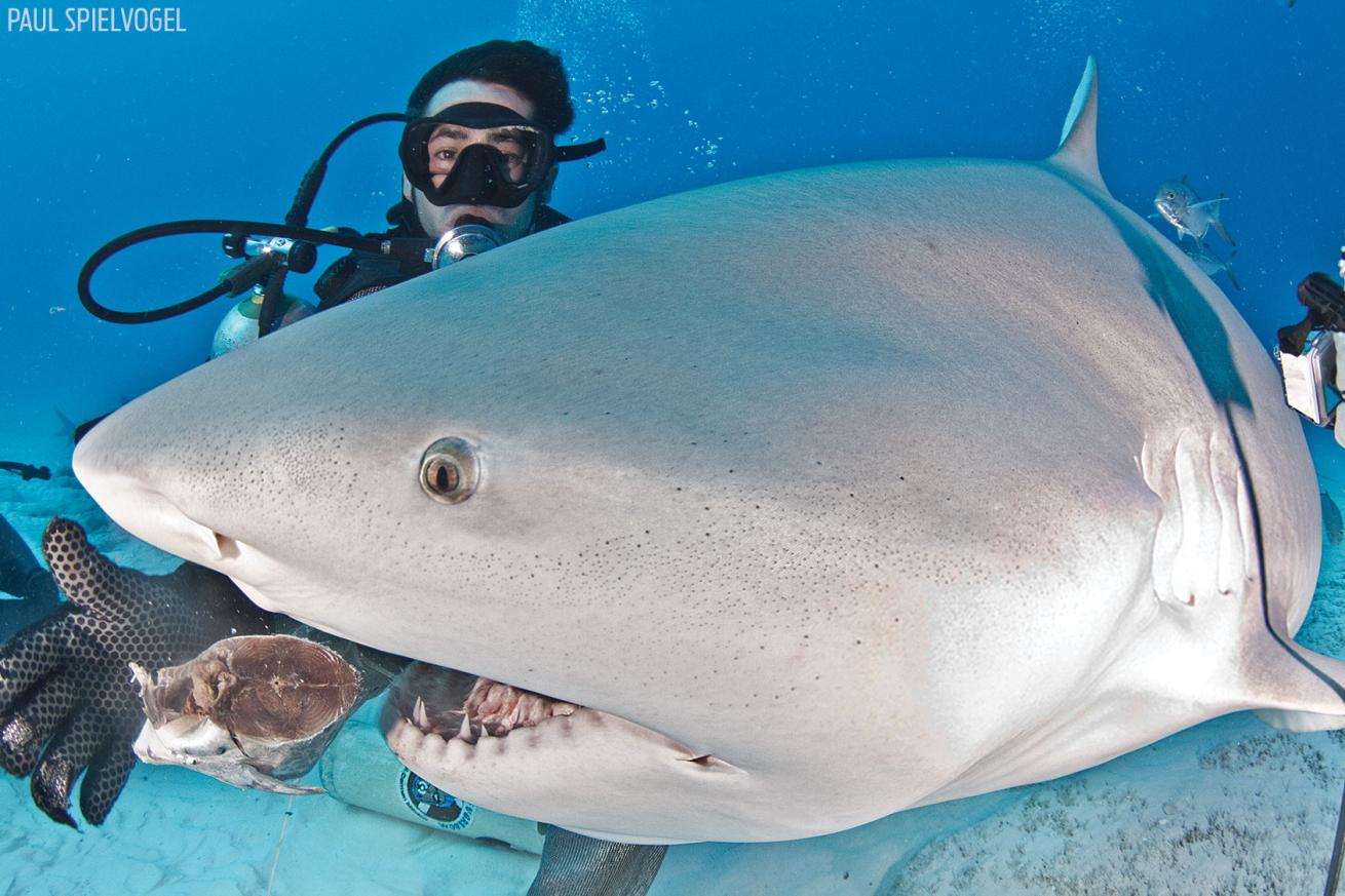 scuba diving shark