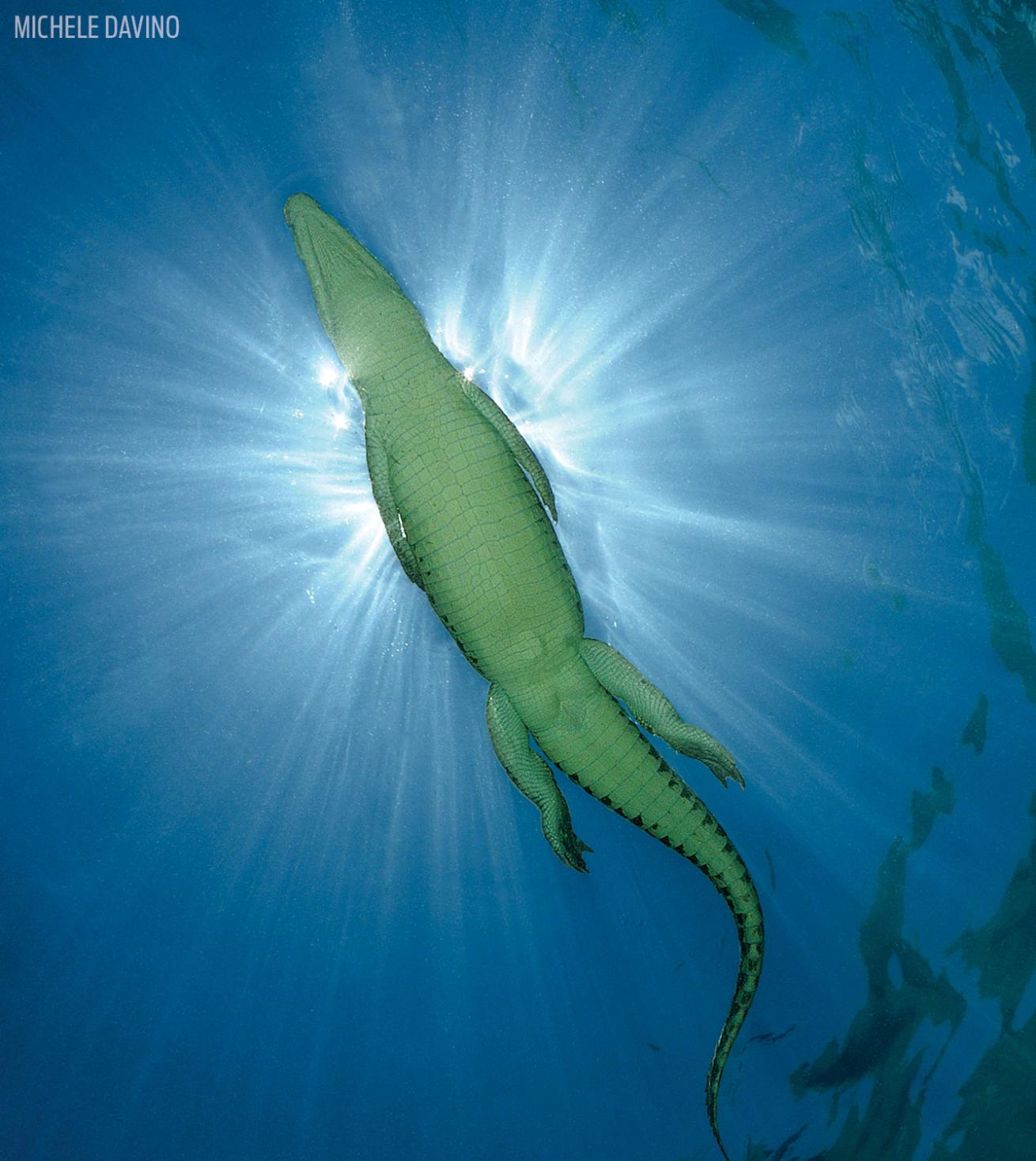 Crocodile from below in Papua New Guinea