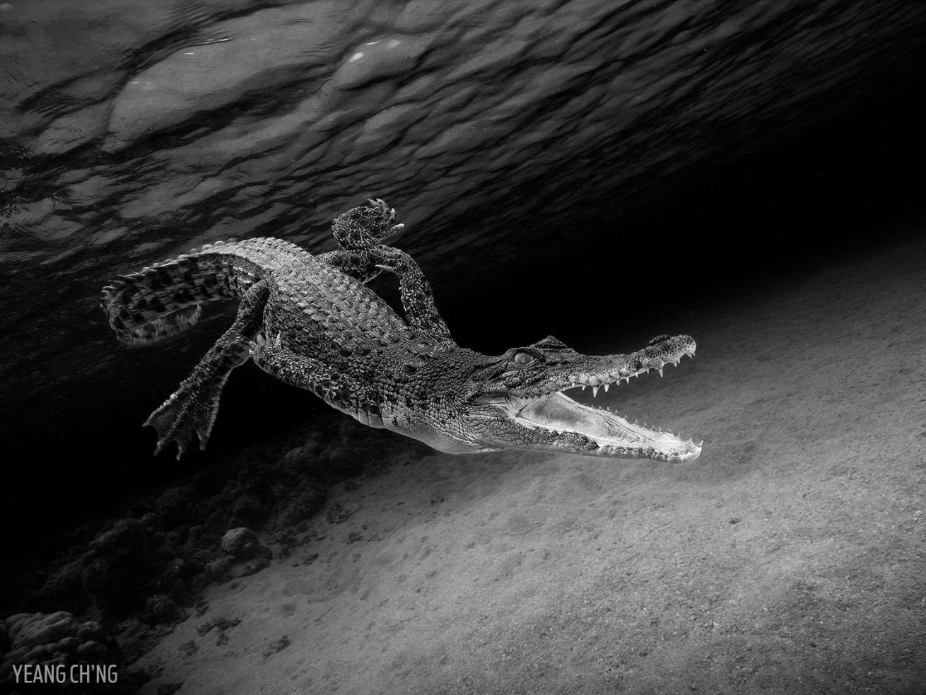 Black and White Photo Crocodile Underwater