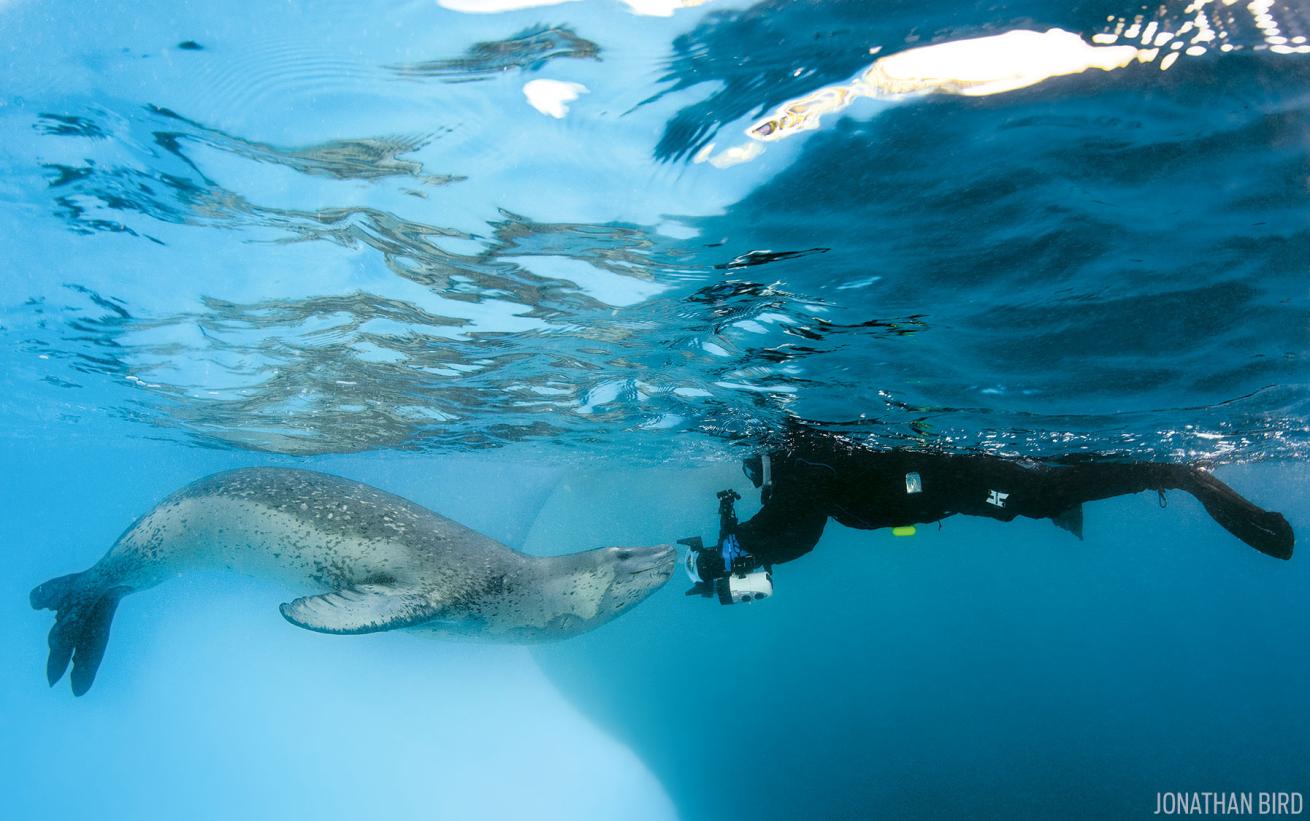 Leopard Seal Underwater Face-To-Face with Diver