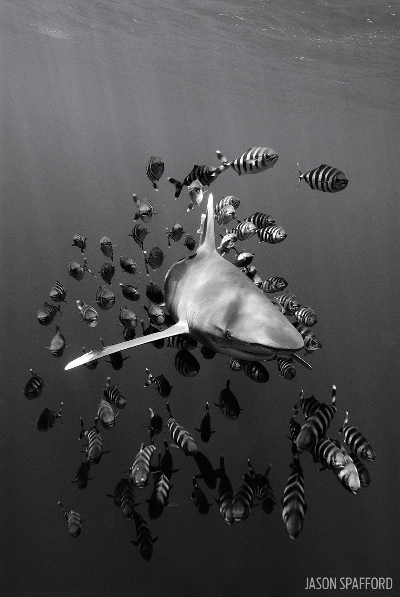 Oceanic Whitetip Shark in the Bahamas