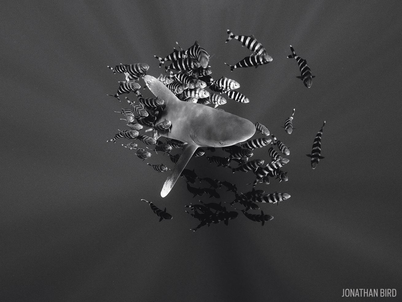 Oceanic Whitetip Shark with fish in the Bahamas