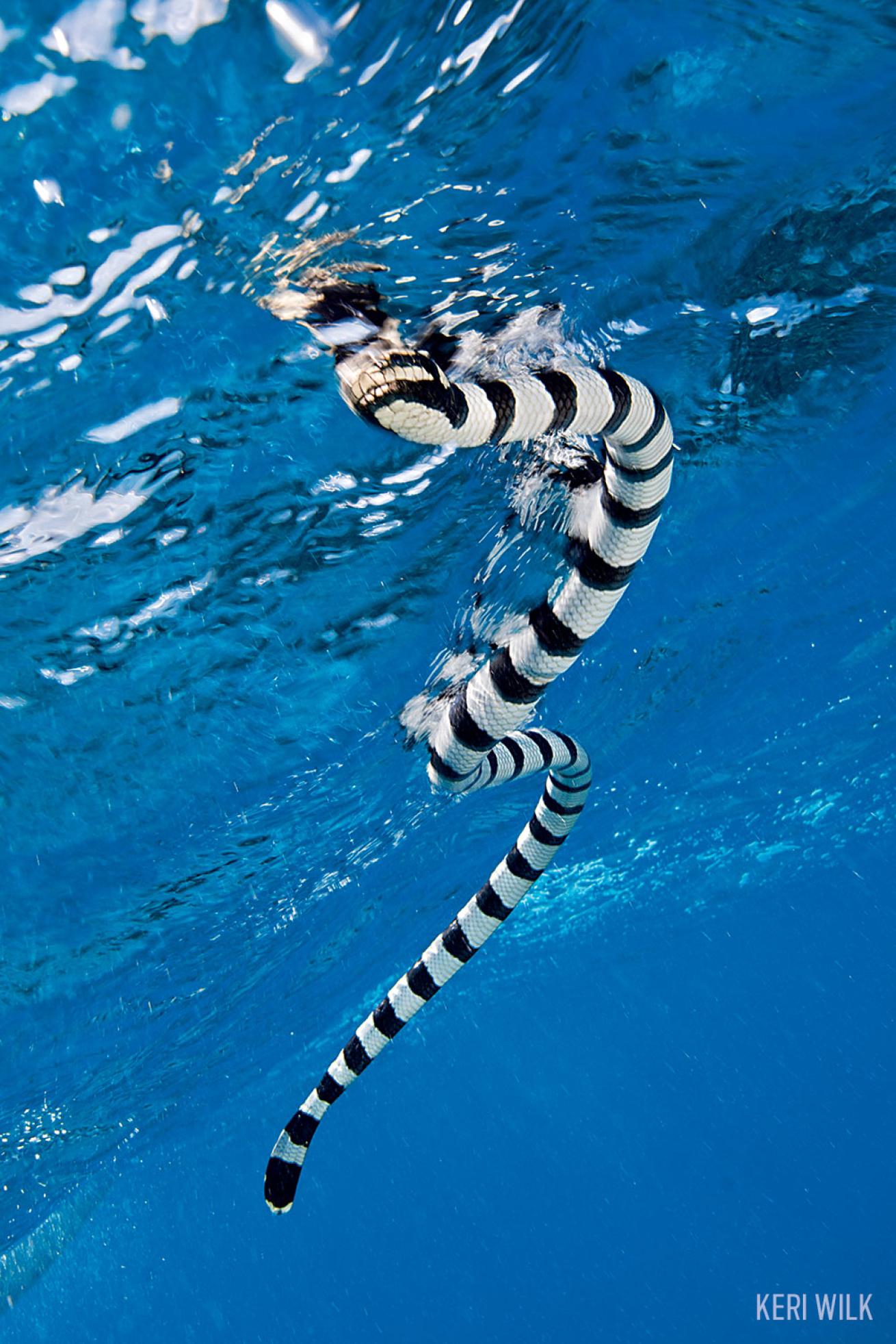 Sea Krait Snake in Indonesia