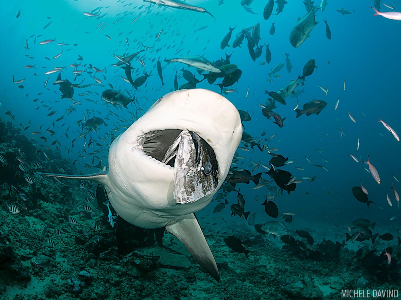Bull Shark with Fish In Mouth