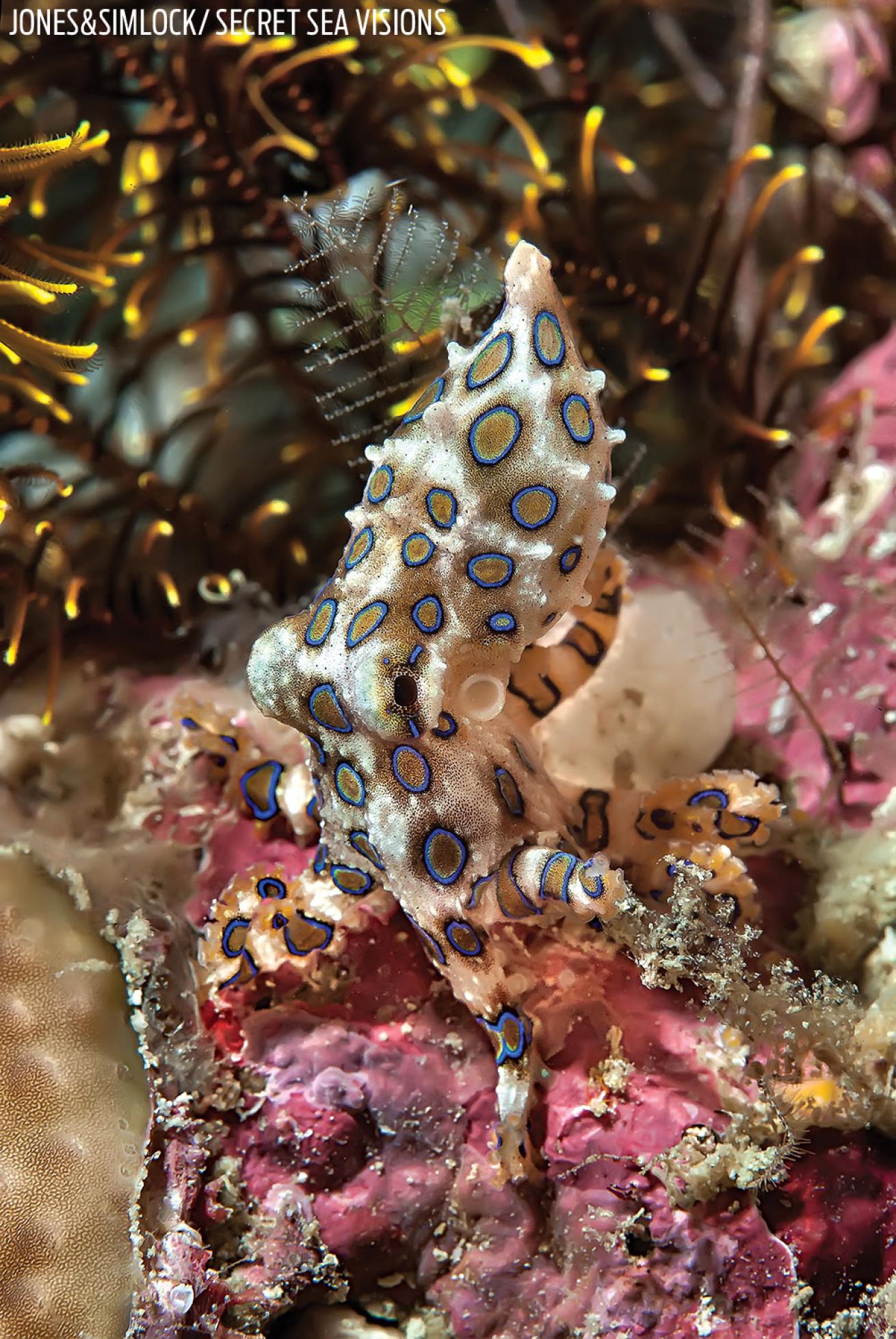 Deadly Blue Ringed Octopus in the Philippines