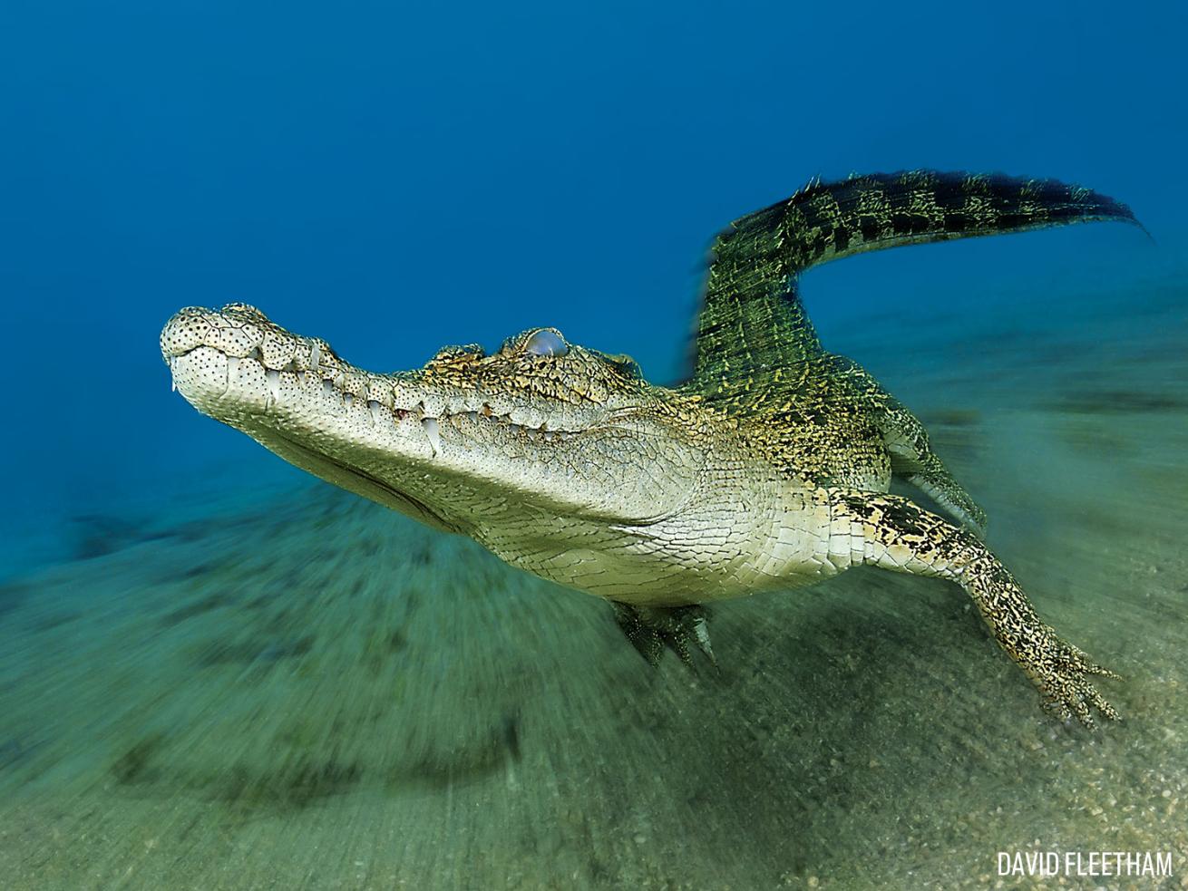 Crocodile Underwater Photo