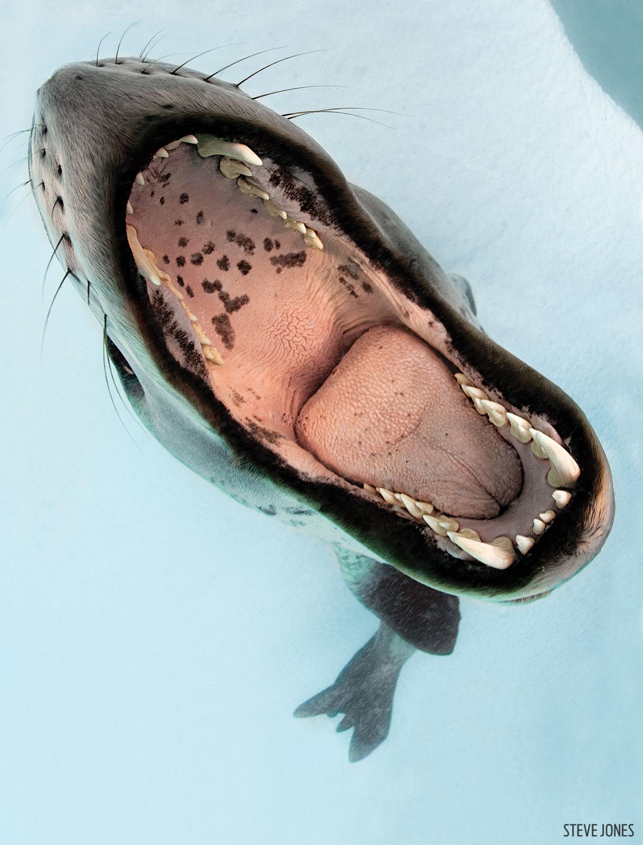 Leopard Seal Mouth Open in Antarctic