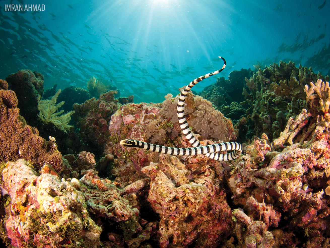 Sea Krait Sea Snake with Coral in Indonesia