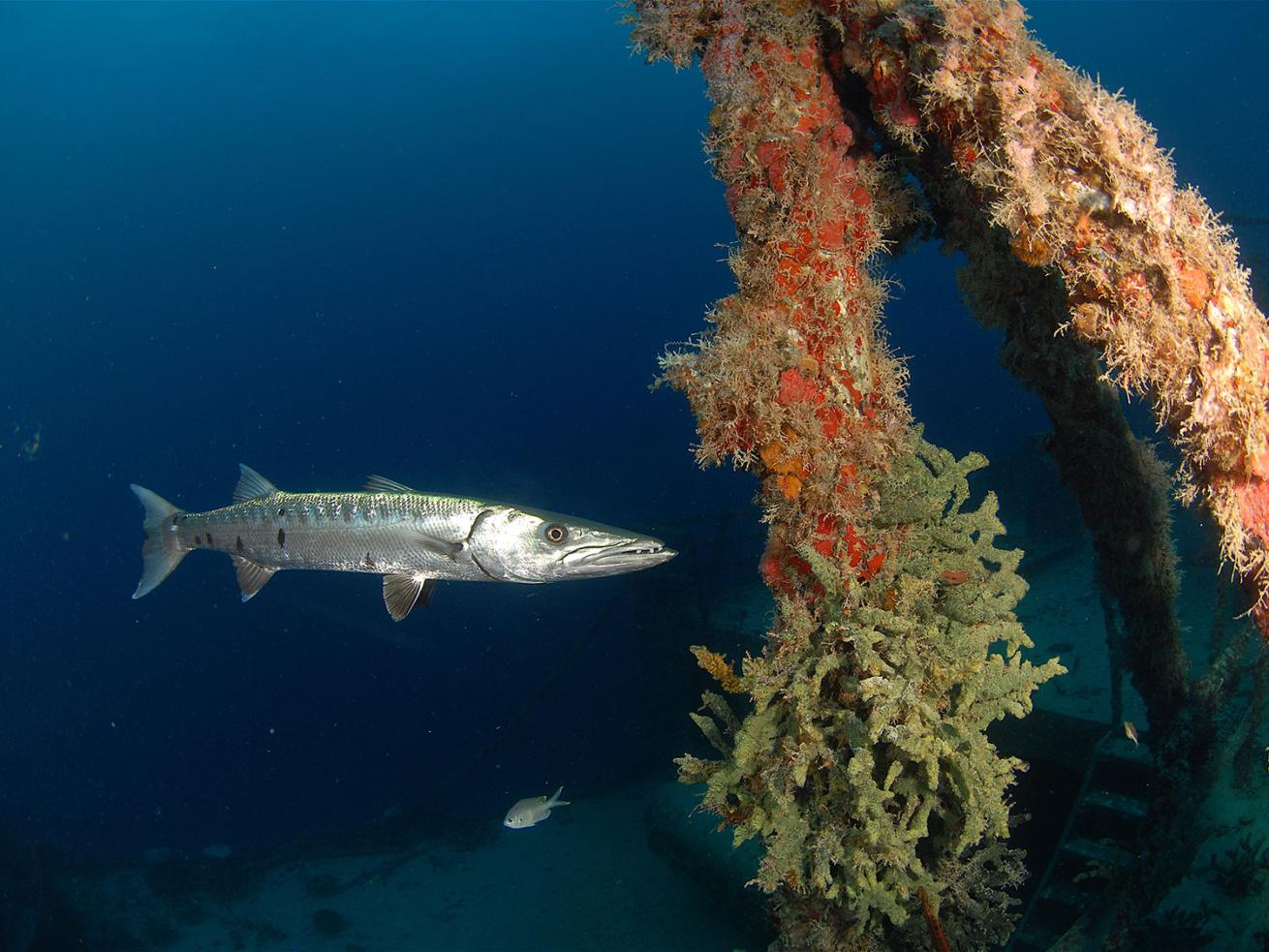 Underwater Photo Spiegel Grove Shipwreck with Barracuda