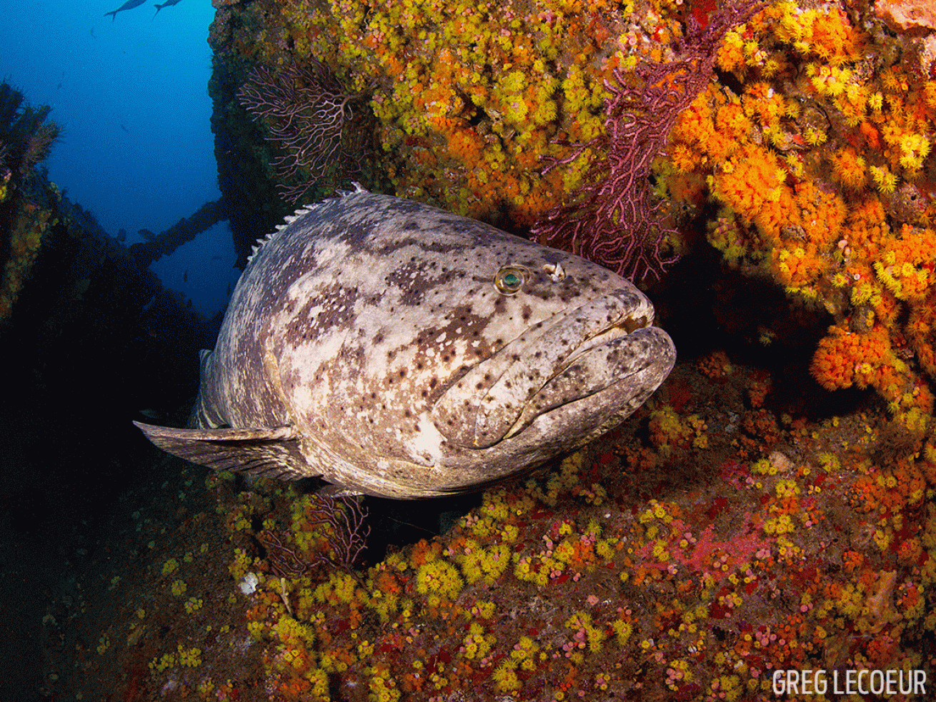 Grouper Underwater Photo Florida