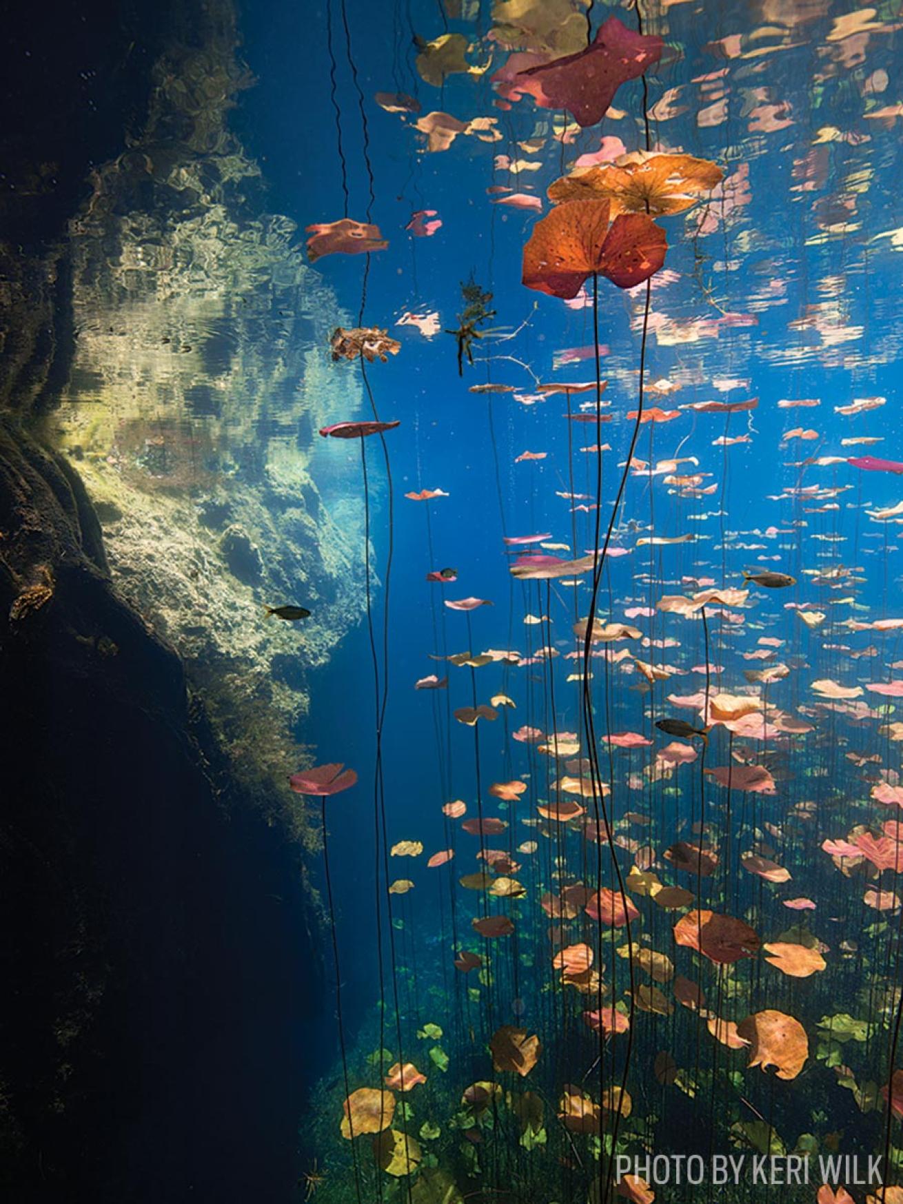 scuba diving car wash cenote mexico photo underwater