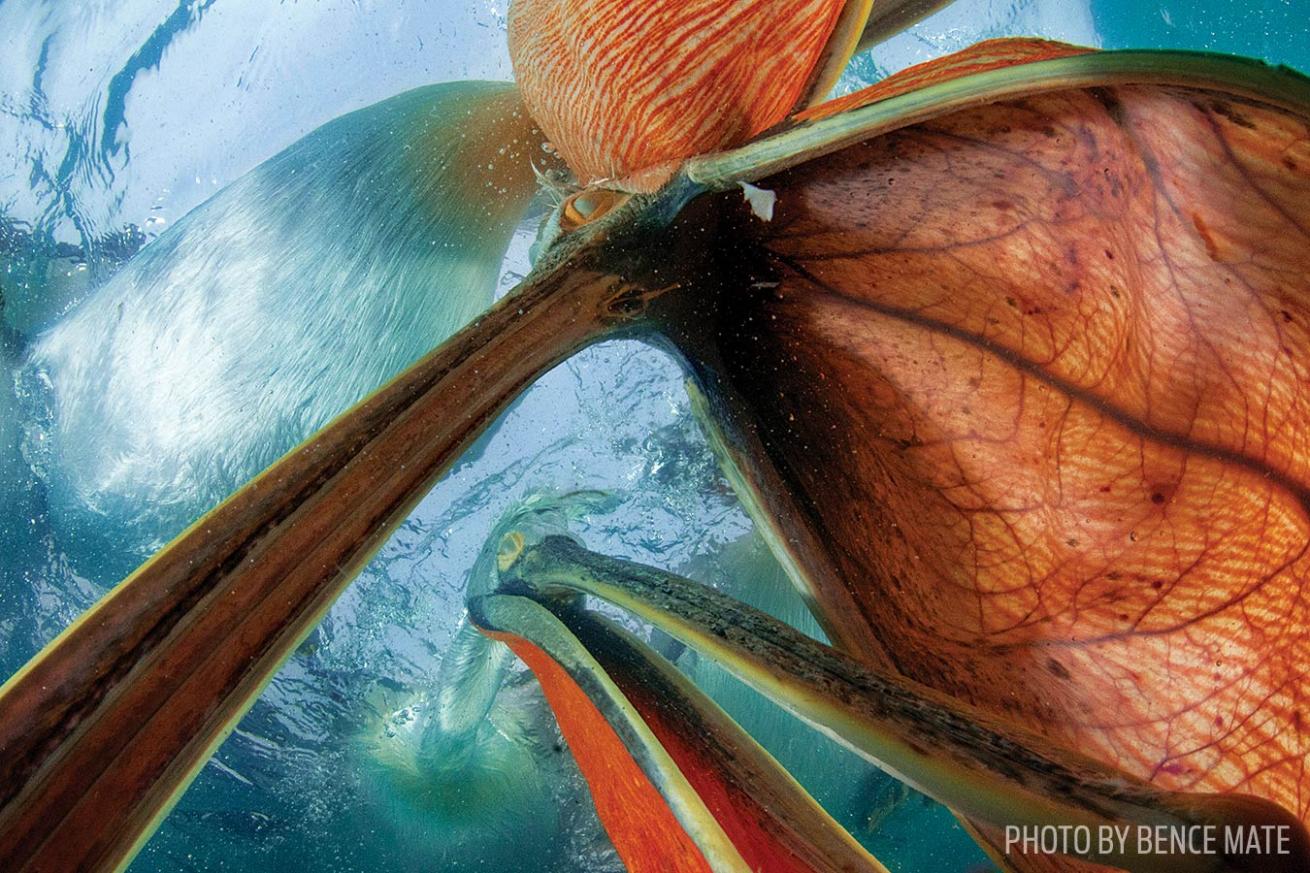scuba diving greece pelican underwater photo