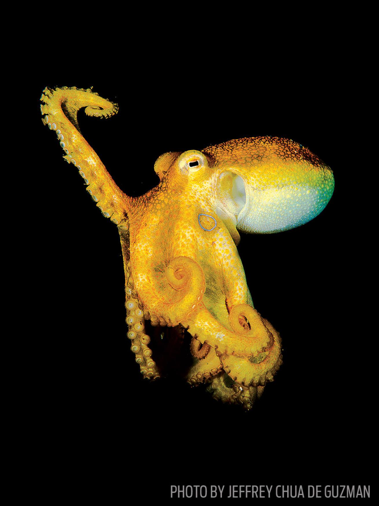 scuba diving octopus philippines photo underwater