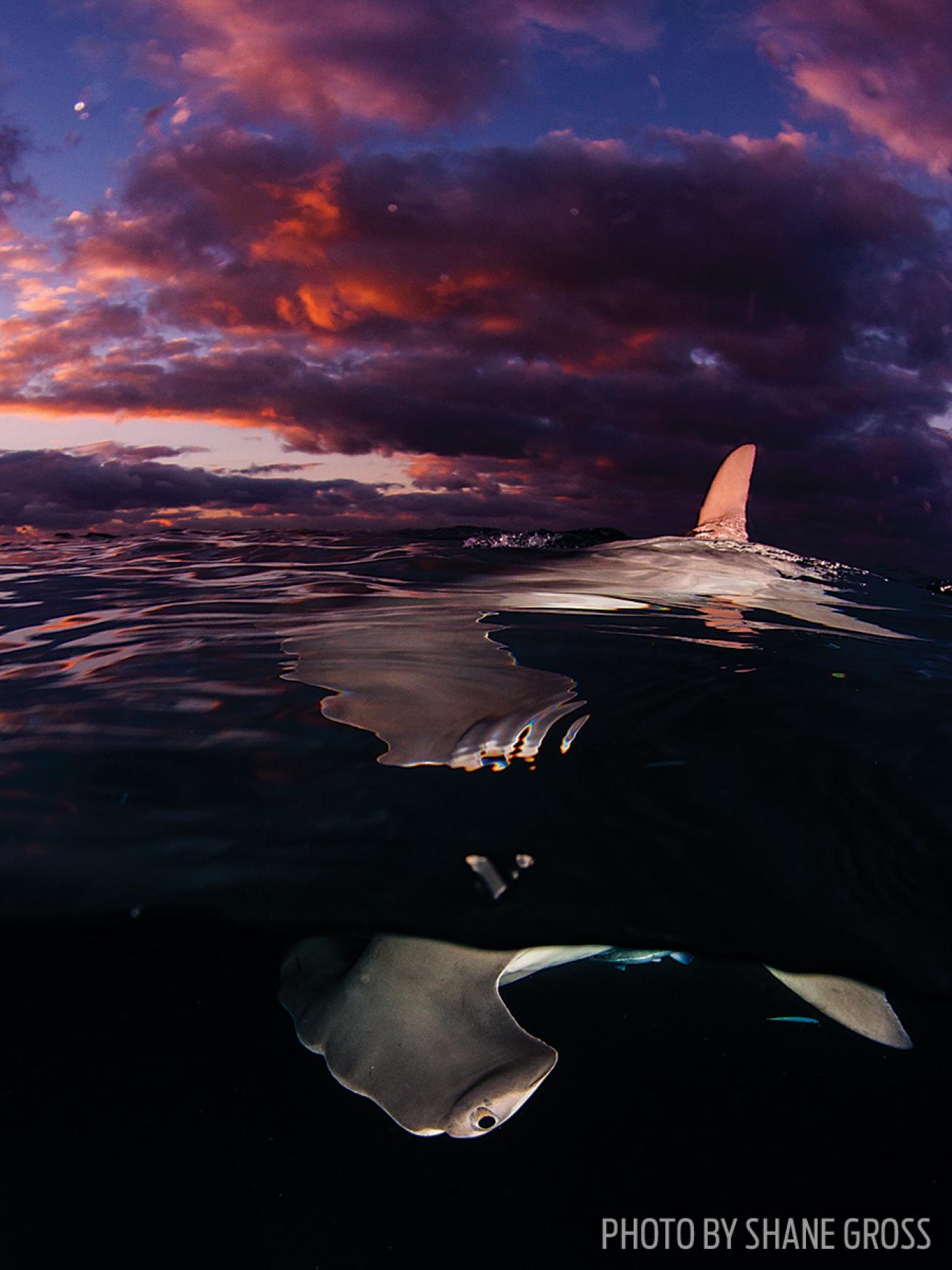 scuba diving hammerhead shark bahamas photo underwater