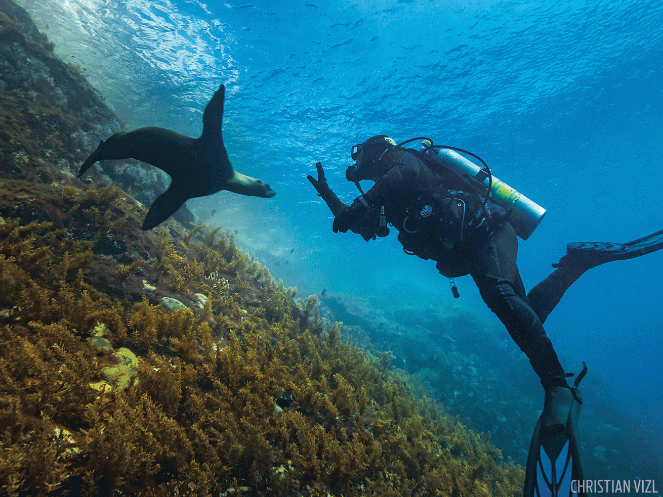 Diver encounters California sea lion underwater photograph 