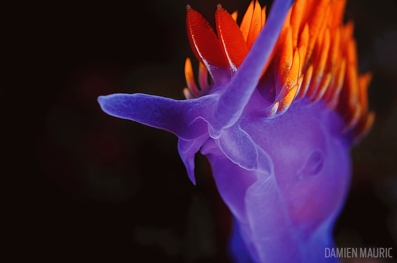 Spanish shawl nudibranch underwater photo San Clemente Island