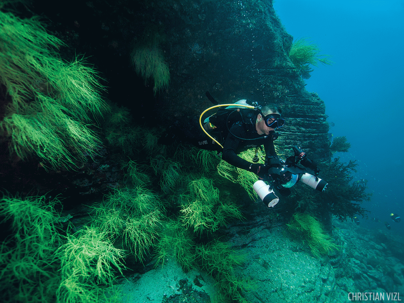 diver underwater photographer black coral
