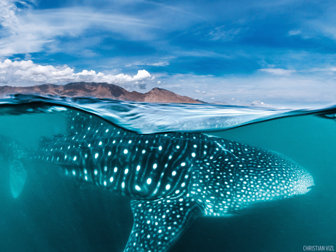 whale shark photo sea of cortez