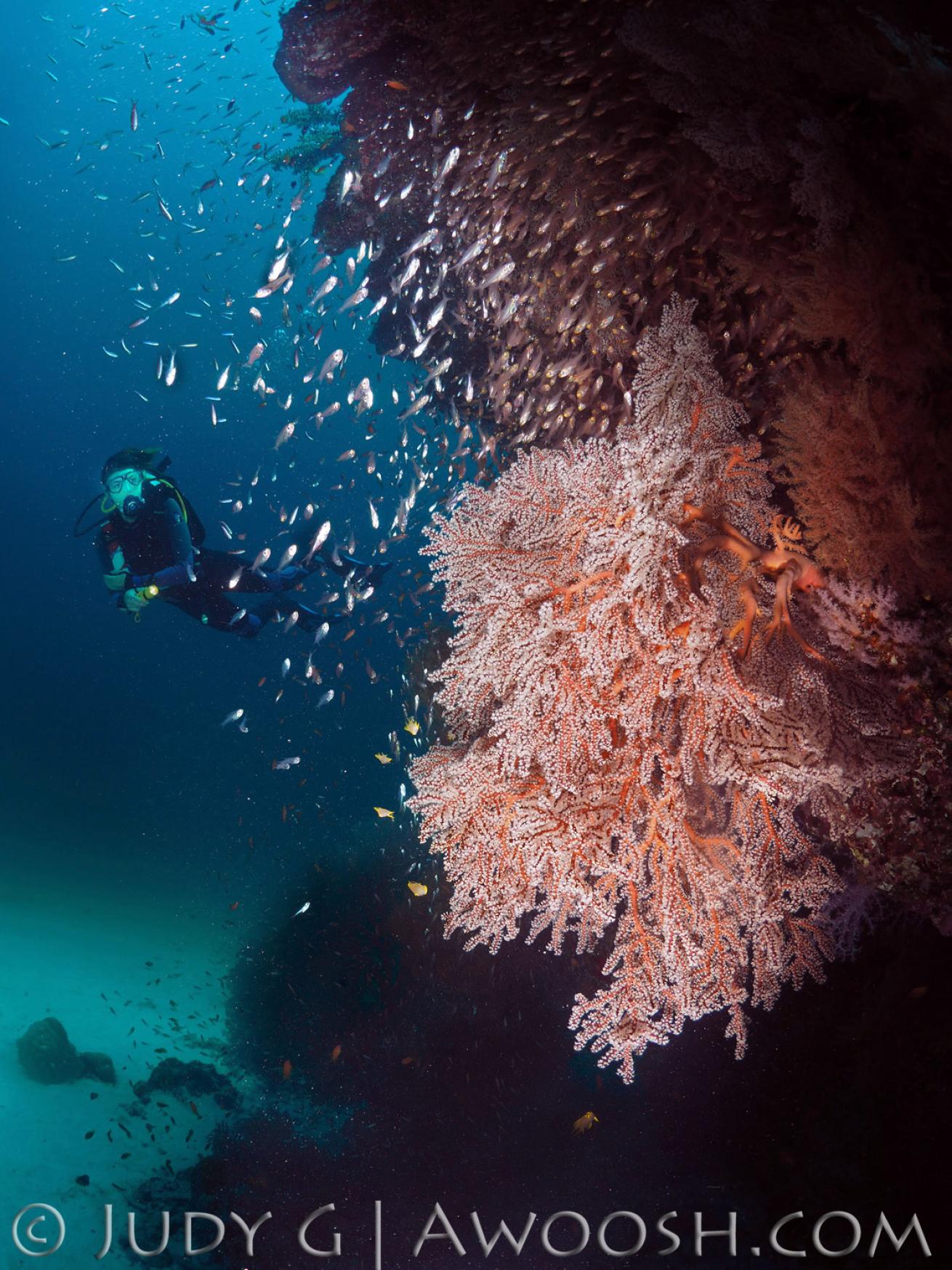 Pink soft coral underwater in the Similan Islands